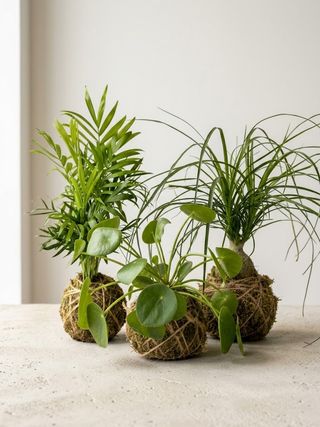 Kokedama con pianta ornamentale da interno
