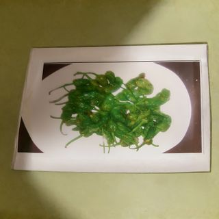 Pimientos de Padrón