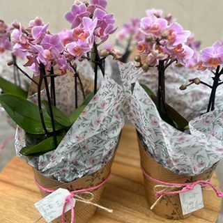 Orquídea mini