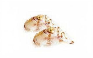 33 Nighiri Branzino scottato