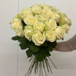 Róża biała 19 sztuk (50 SM) (00008)