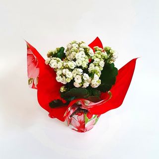 Planta Kalanchoe Blanca