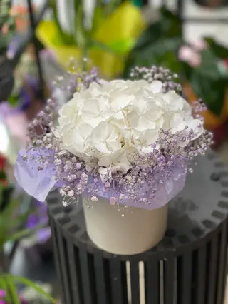 Hortensie in cutie
