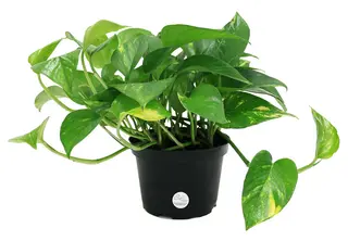 Pothos 18.00