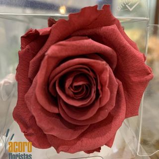 Rosa Eterna Rojo Bermellón 