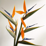 სამოთხის ჩიტი ( 5 ცალი ) 