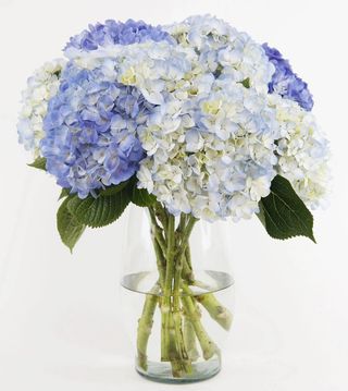 Hortensie colorata