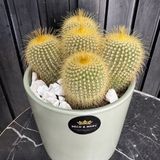 Cactus leninghaussi.