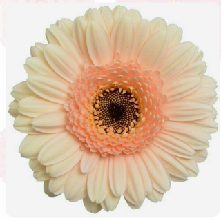 Gerbera salmão 