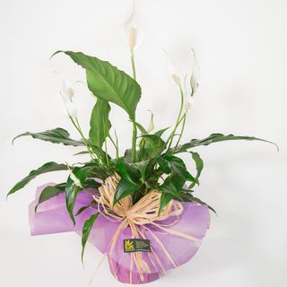 Spathiphyllum
