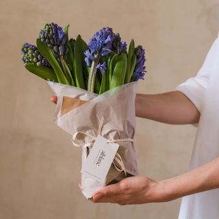 Ramo de jacintos. 5 tallos