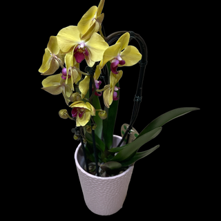 Orhidee in vas ceramic