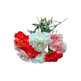 Cravos | Cores Variadas