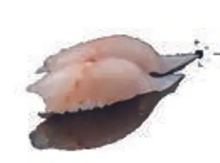 Nigiri  suzuki - 2 pezzi