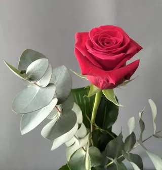 Rosa roja Unidad