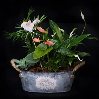 Green Plant