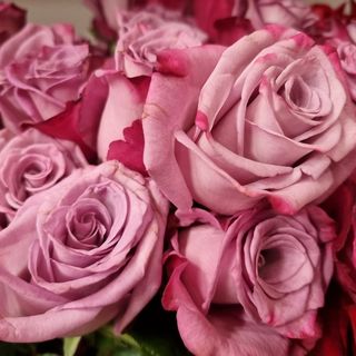 Buchet 15 trandafirfi mov