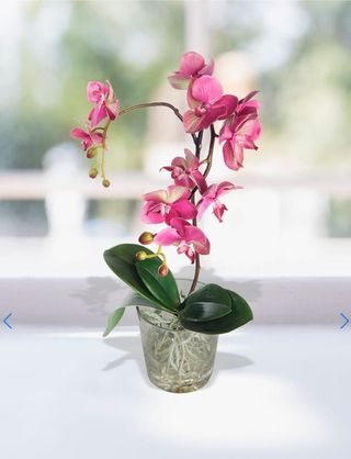 Phalaenopsis orchidea 2 rami diversi colori con vaso