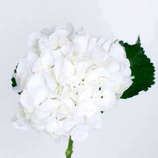 Гортензія біла 