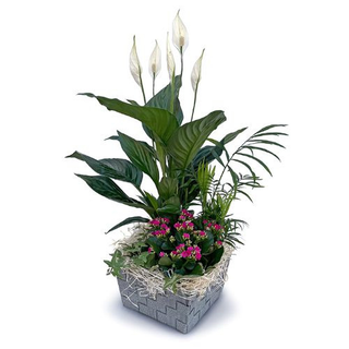 CESTA PLANTAS MAYO