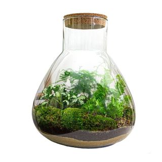 Terrarium vetro
