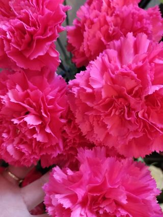 Goździk Różowy 7szt