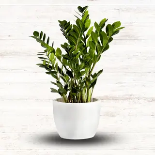 Zamioculcas średni