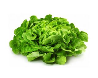 Feuille de Chêne Verte - Unité 