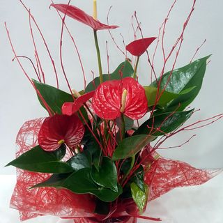 Anturio Rojo mediano