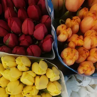 Tulipani misto 50 pezzi
