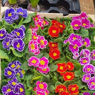 Prymulka - Pierwisnek 