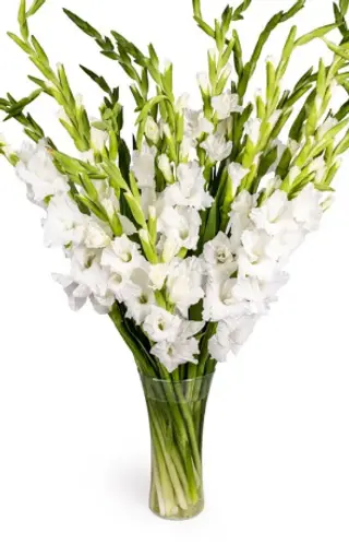 Bouquet Glaieul (10 tiges)