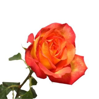 Herbaciana Róża