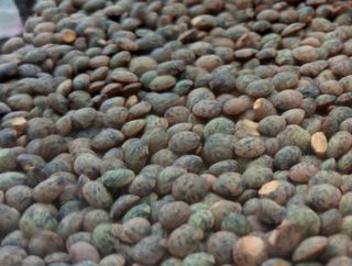 Lenteja Verdina ecológica