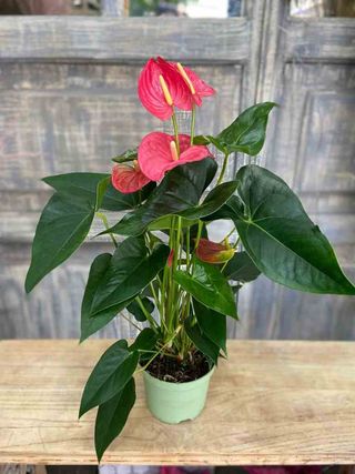 Planta De Anturium Con Papel De Regalo