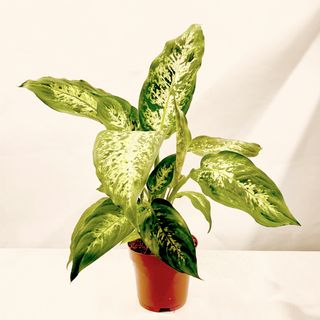 Dieffenbachia