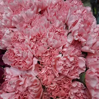 Claveles colombianos rosas