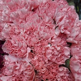 Claveles colombianos rosas