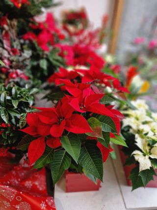 flor de pascua roja decorada y con tiesto navideño