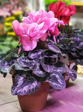 Ciclamini  colori assortiti a sorpresa vaso grande vaso 18  