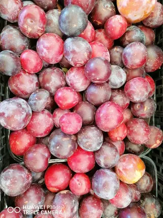 Prugne rosse 