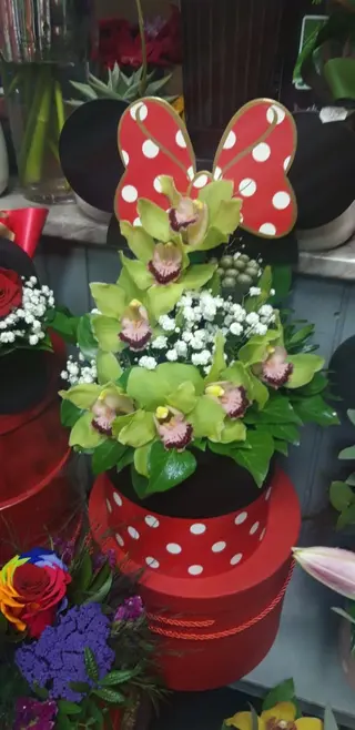 Box orhideje