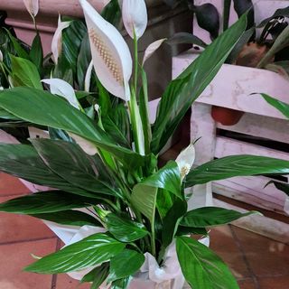 spathiphyllum grande 
