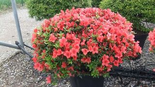 pianta azalea rosso
