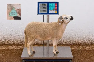 01281814 - 77 Kg
