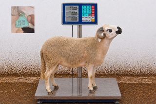 01281814 - 77 Kg