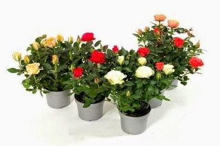 Roselina colore disponibile 