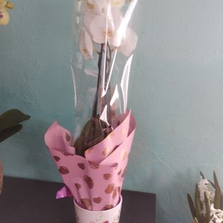 Aranjament orhidee cu ghiveci ceramic