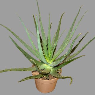 Aloes 