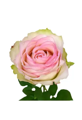 Róża 40-50 cm